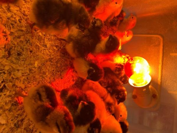 Image 3 of Day old chicks - cream Legbar, Sussex buff and Marans