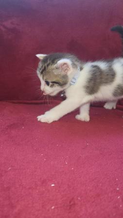 Image 9 of RESERVED - beautiful polydactyl (extra toes) kitten