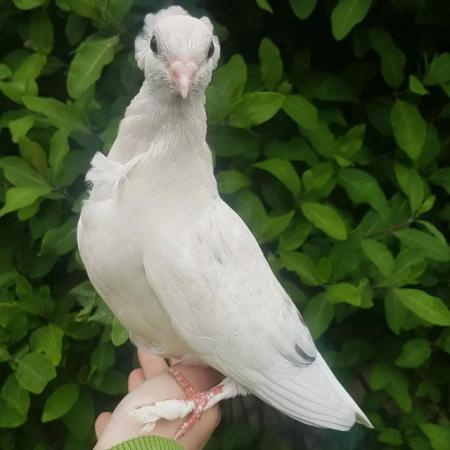 Image 4 of Hand reared pet pigeon for sale!