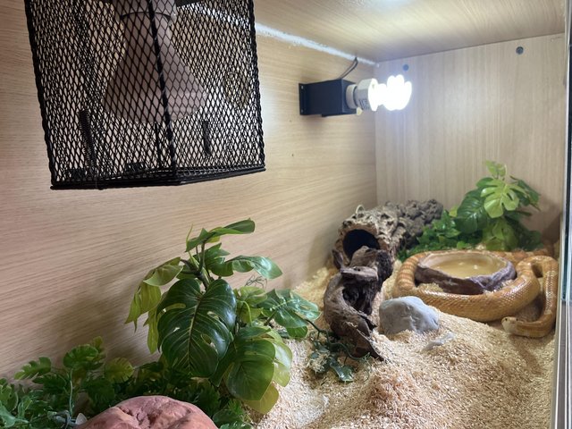 Preview of the first image of Adult Corn Snake and Setup.