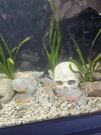 Image 5 of 6 red belly piranhas.  Haven't got the room to upgrade my ta