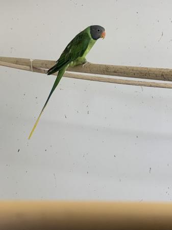 Image 2 of 2x slaty headed parakeets