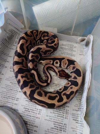 Image 6 of Need gone, open to offers ,21,22 ball pythons hatchlings RTG