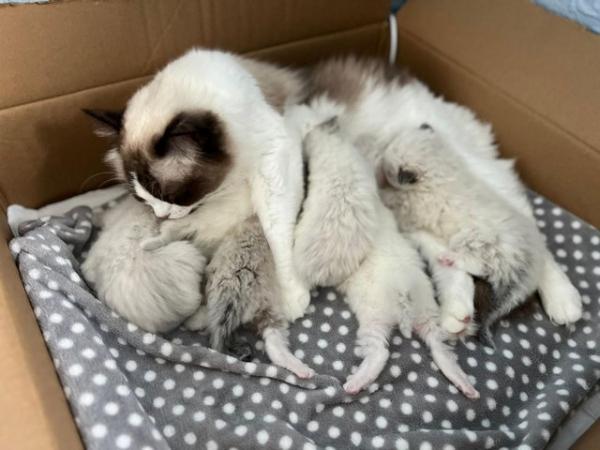 Image 7 of Ragdoll Kitten for sale Active TICA