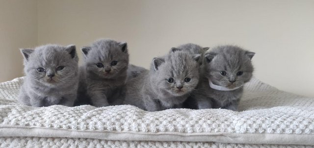 Image 9 of Amazing British Shorthair Blue registered kittens