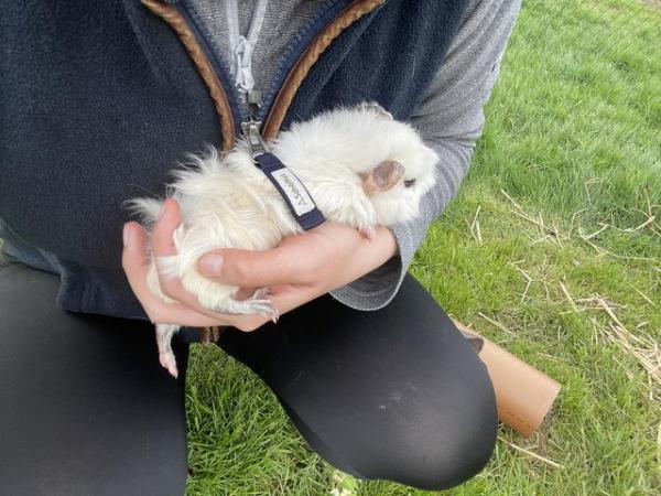 Image 4 of White male guinea pig for sale