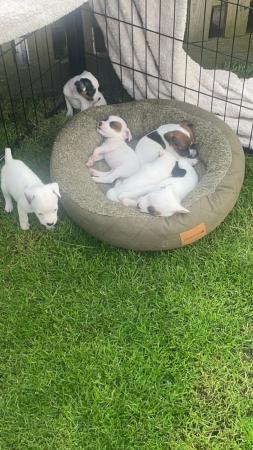 Image 5 of Jack Russell puppies for sale