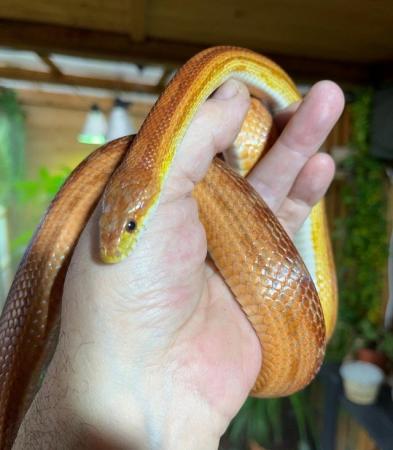 Image 4 of OMG Beautiful motley female corn snake