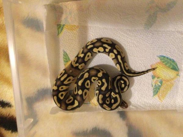 Image 5 of Royal python female pastel mojave het ghost