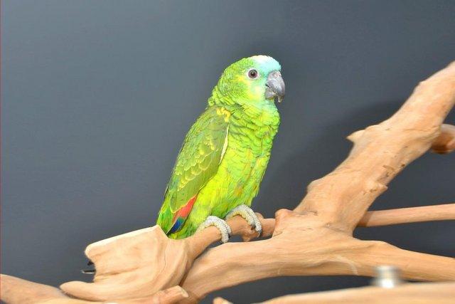 Image 2 of Baby Blue Fronted Amazon Talking Parrot,19