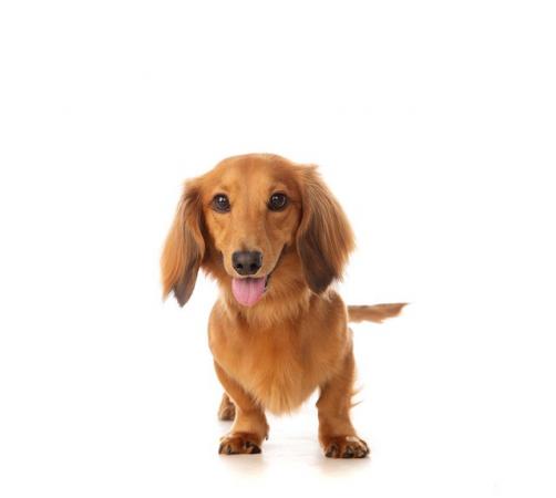 Image 4 of 3 year old Miniature Dachshund