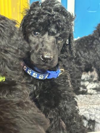 Image 1 of Working standard poodle pups