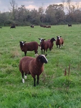 Image 3 of Pedigree registered shearling Zwartbles ewe's and rams
