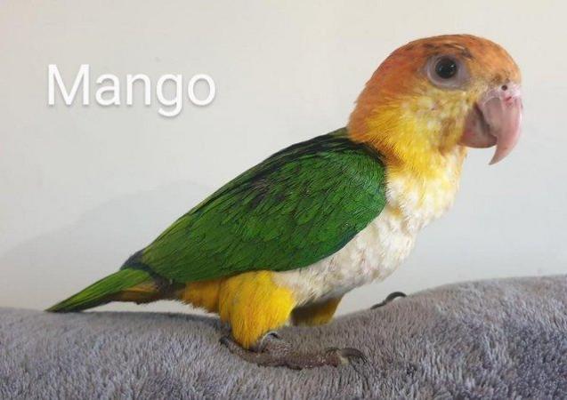 Image 1 of Hand Reared Yellow Thighed Caiques