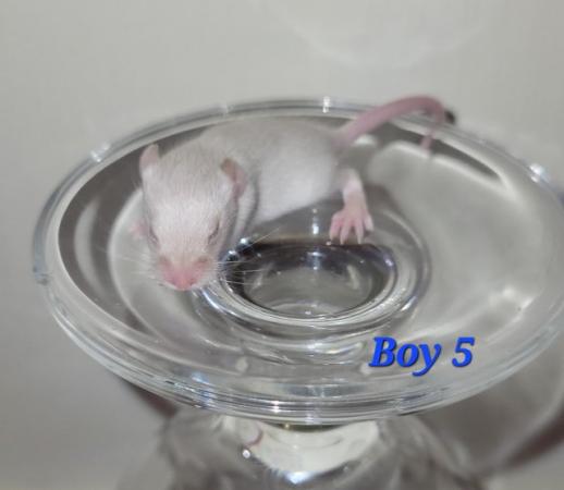 Image 3 of Baby mice - boys £2 great pets. 2 left