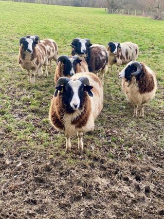 Image 2 of Pedigree ram lambs Kent prize winners