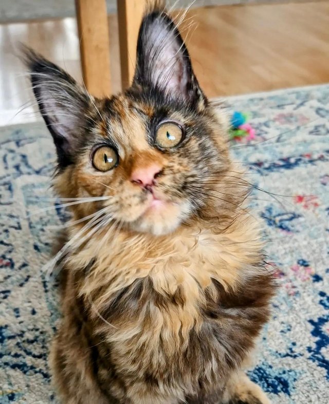 Preview of the first image of Amaizing beautiful Maine Coon kitten.