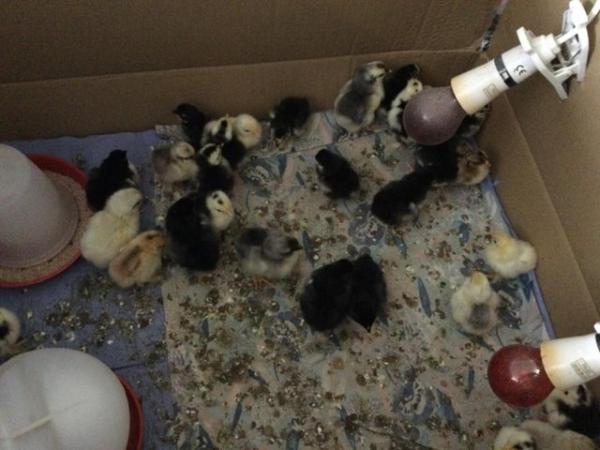 Image 5 of Chicks !  And growers, Pekin Bantams