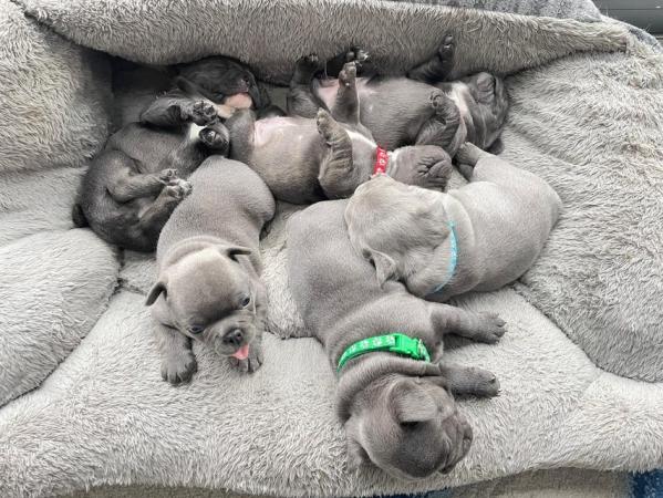 Image 15 of ***ALL SOLD*** - Stunning blue French bulldogs KC registered