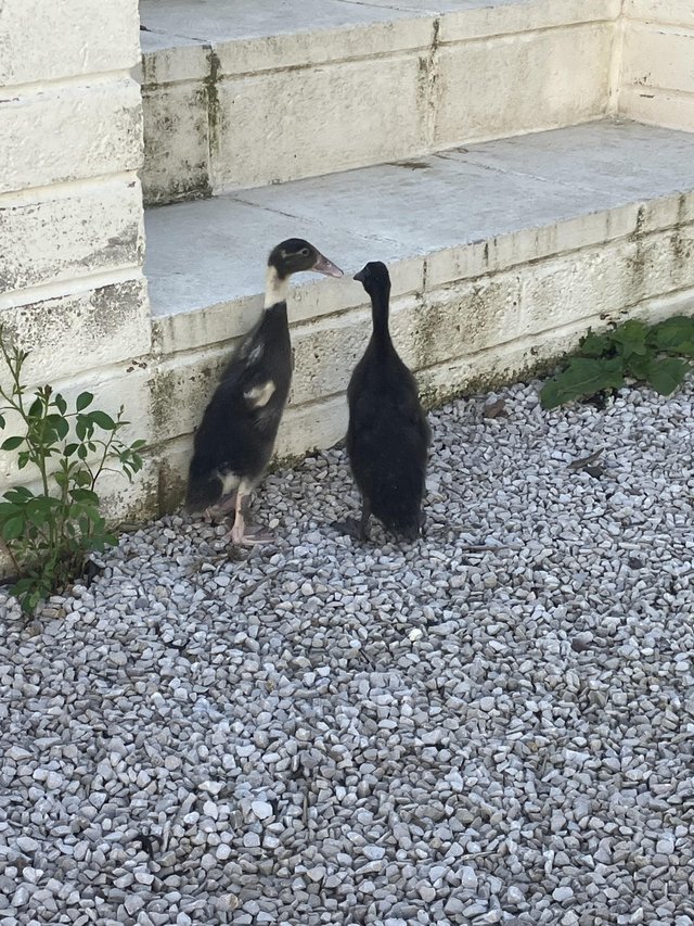 Preview of the first image of *two sexed Indian runner ducklings*.