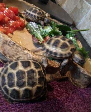 Image 3 of Baby tortoise - with fully set up home and accessories