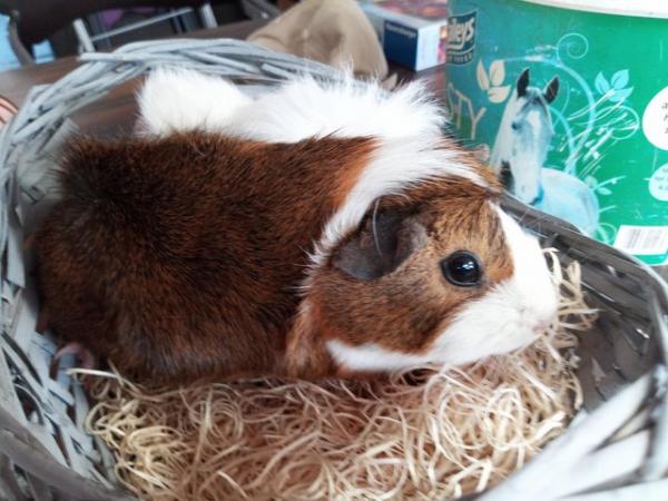 Image 4 of Mother and daughter guinea pigs available