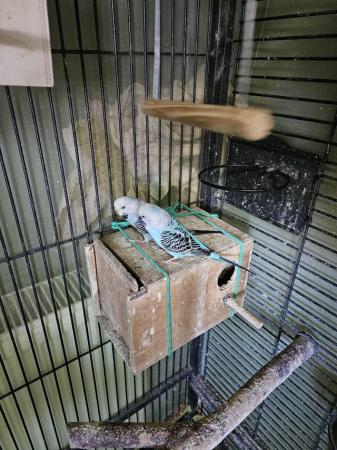 Image 22 of budgies for sale, breeding couples, babies