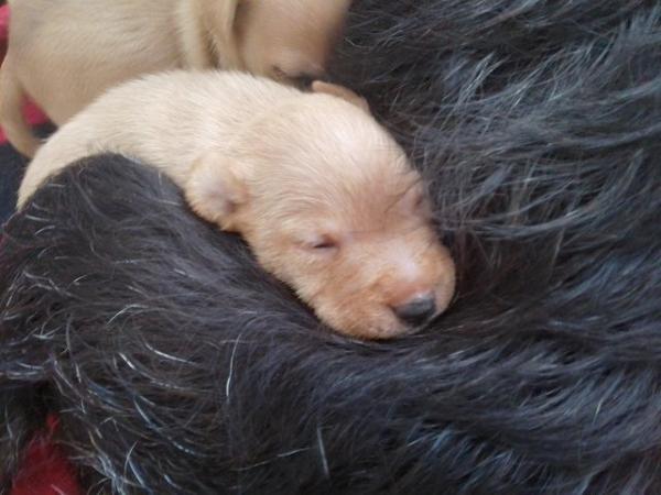 Image 1 of Patterdale X parson Russell puppies