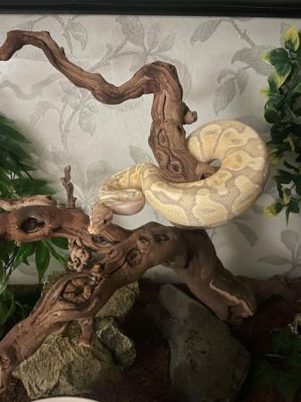 Image 2 of Firebelly x banana royal python for sale