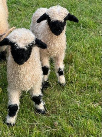 Image 1 of Valais BlackNose Ewe Lambs x 3