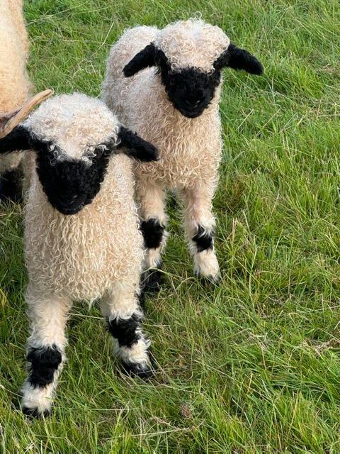 Preview of the first image of Valais BlackNose Ewe Lambs x 3.