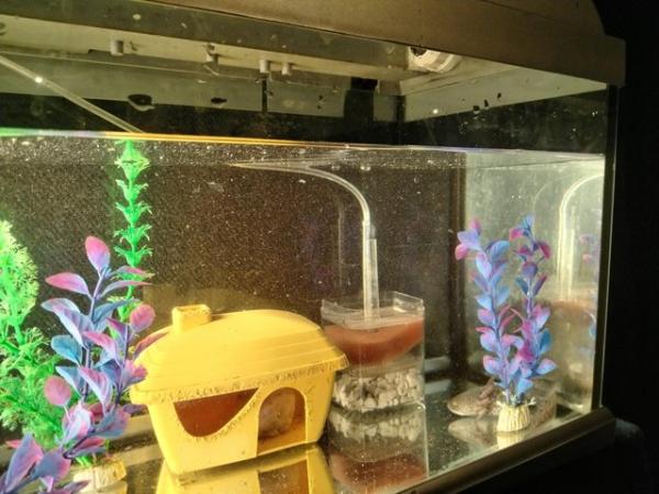 Image 6 of Free Axolotl, Fish Tank Aquarium and Accessories