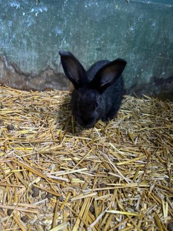 Image 6 of New Zealand Giant Black Bunny Rabbits - Unsexed