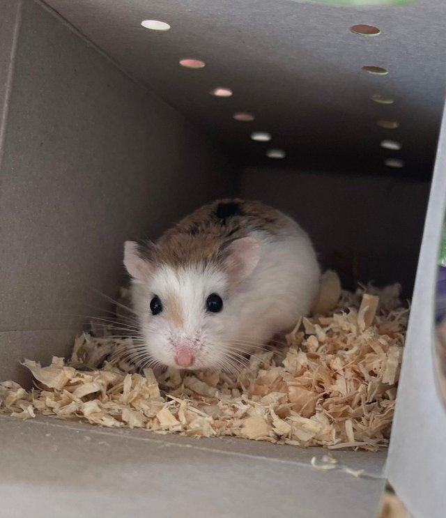 Preview of the first image of Roborovski dwarf hamster With cage and accessories.