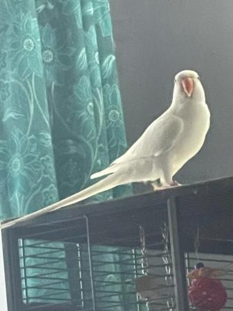 Image 3 of Beautiful white female ringneck parrot for sale