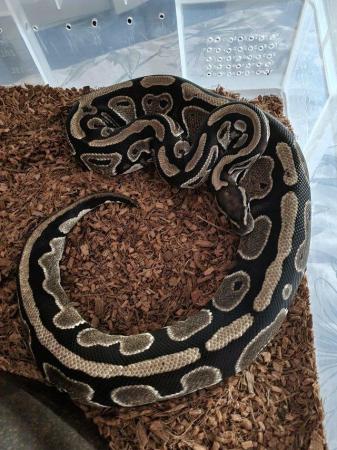 Image 3 of 6yr old ball python female classic het pied
