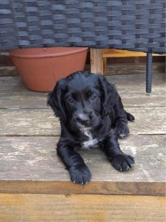Image 4 of KC Registered Cocker Spaniel Puppies