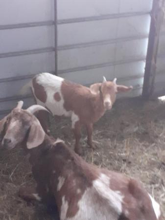 Image 3 of Male and female friendly goat kids