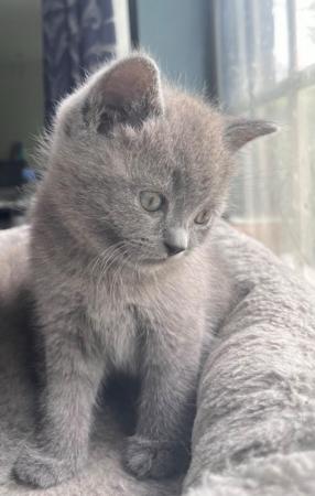 Image 6 of Adorable British blue kittens ready to go now