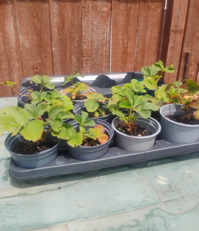 1 x Mature strawberry plant in pot for £4, 2 plants for £7 o — Garden & Outdoor in Romford