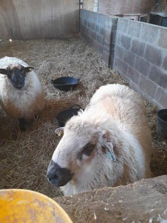 Image 1 of Valis X Leicester Longwool ram for sale
