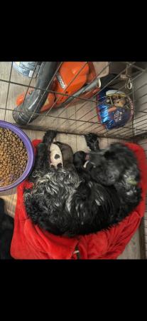 Image 4 of Cocker spaniel pups mixed litter