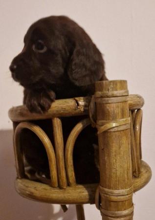 Image 15 of toy F1 cockapoo puppies for sale