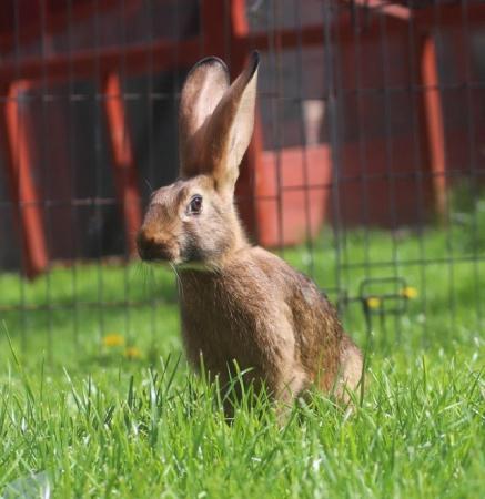 Image 5 of Belgian Hares – Pedigree