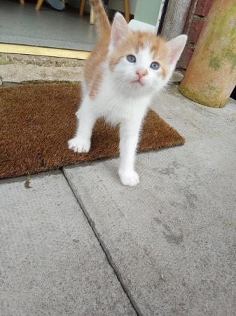 Image 1 of kittens looking for forever loving home