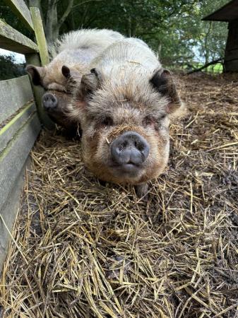 Image 2 of Friendly Kune kune pigs. Around 6 years old. Both guilts.