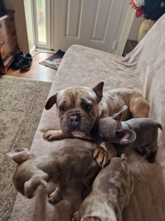 Image 8 of Frenchbull dog male puppies for sale 8 weeks old