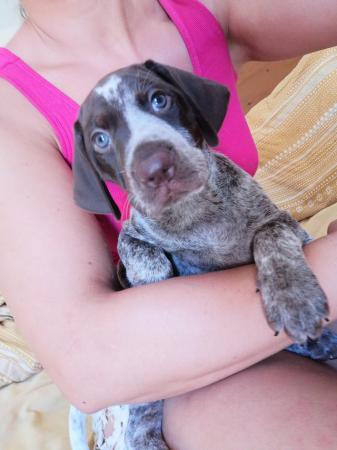 Image 3 of Pure bred German Shorthaired Pointer puppies