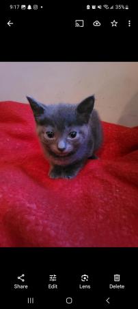 Image 5 of 4 kittens for sale, Buckinghamshire area, High Wycombe