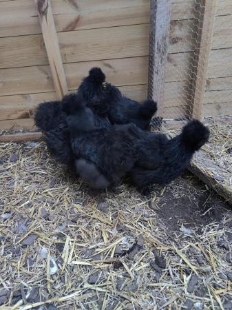 Image 2 of POL silkie and pekin pullets